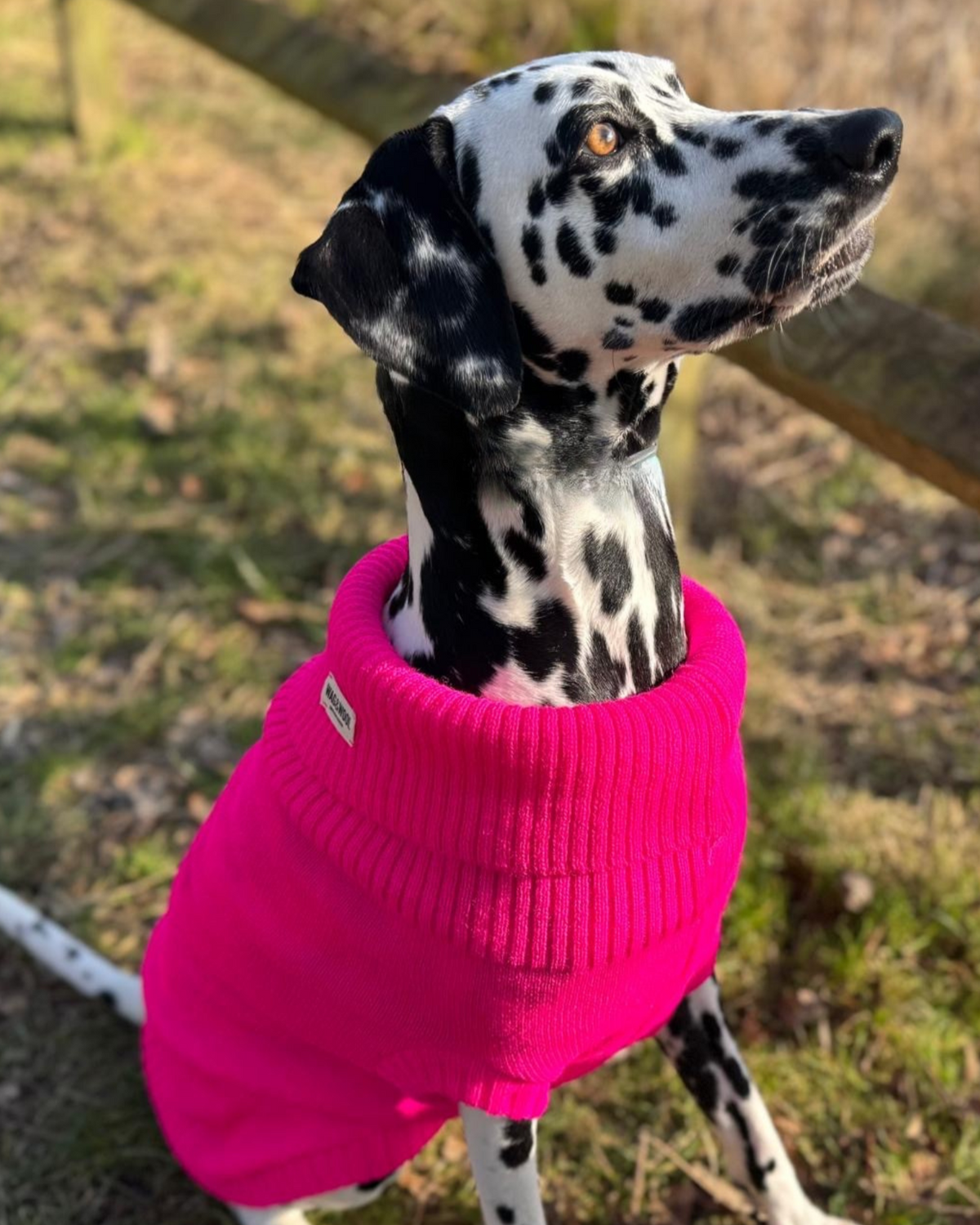 Extra Large British Wool Dog Jumper