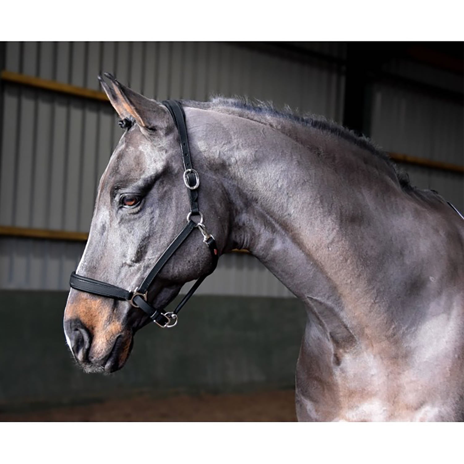 Whitaker Hc054 Ready to Ride Headcollar Black