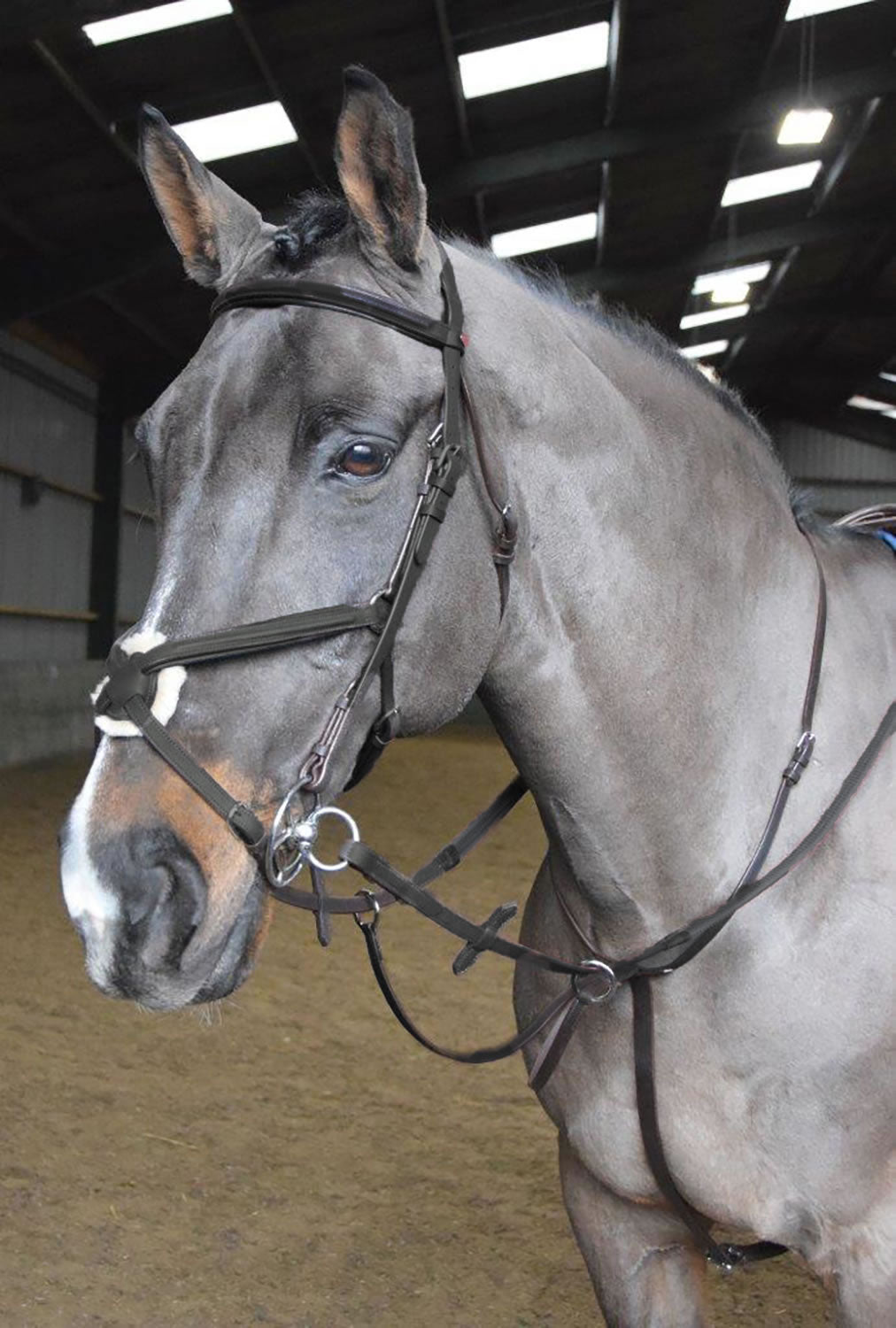 Whitaker Ma054 Ready to Ride Martingale Black