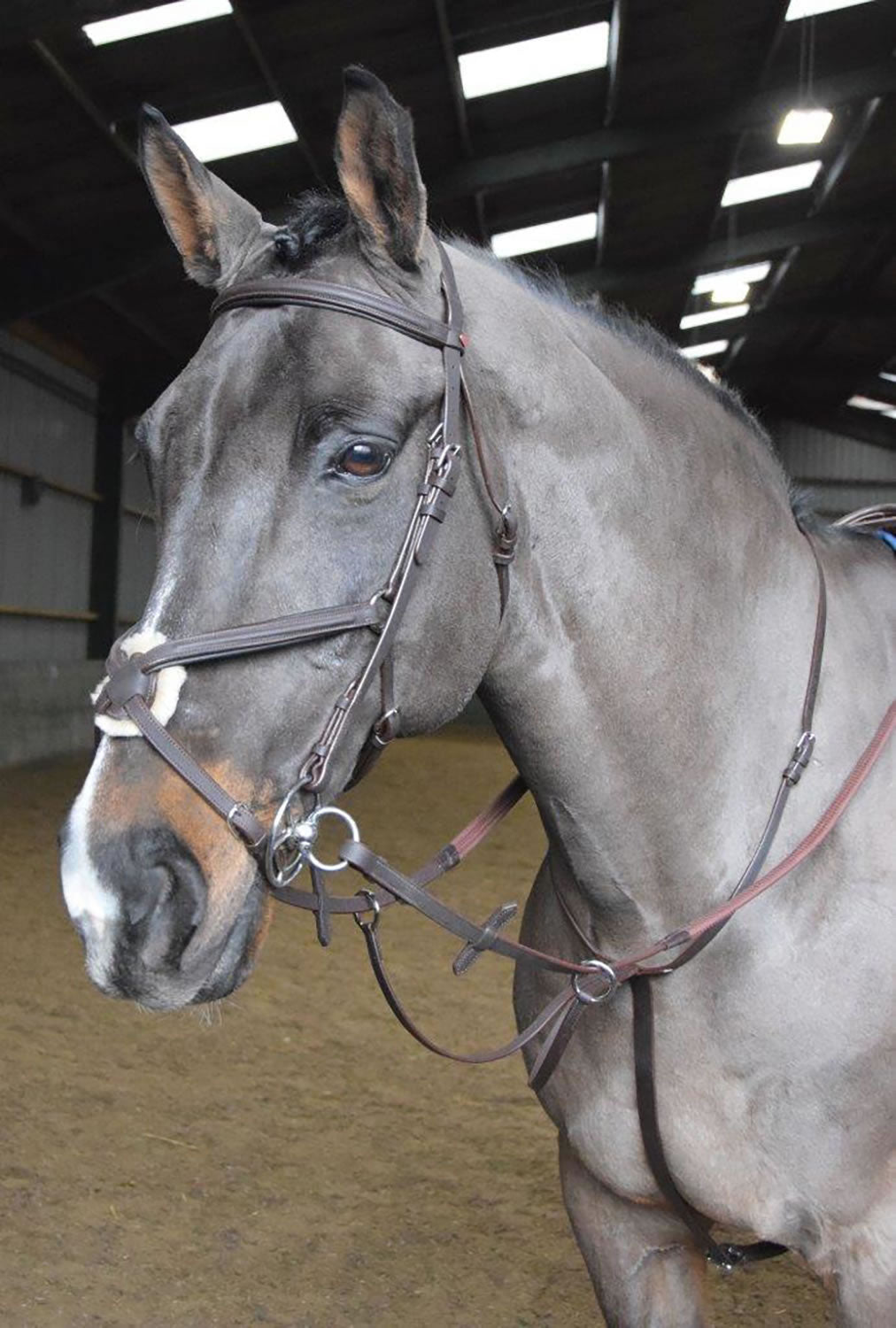 Whitaker Ma054 Ready to Ride Martingale Havana