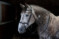 Whitaker Br103 Stockholm Anatomic Bridle Black