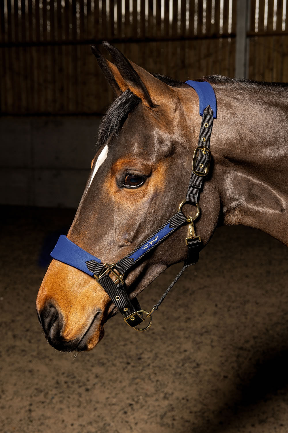 Whitaker Hc096 Harewood Headcollar Navy