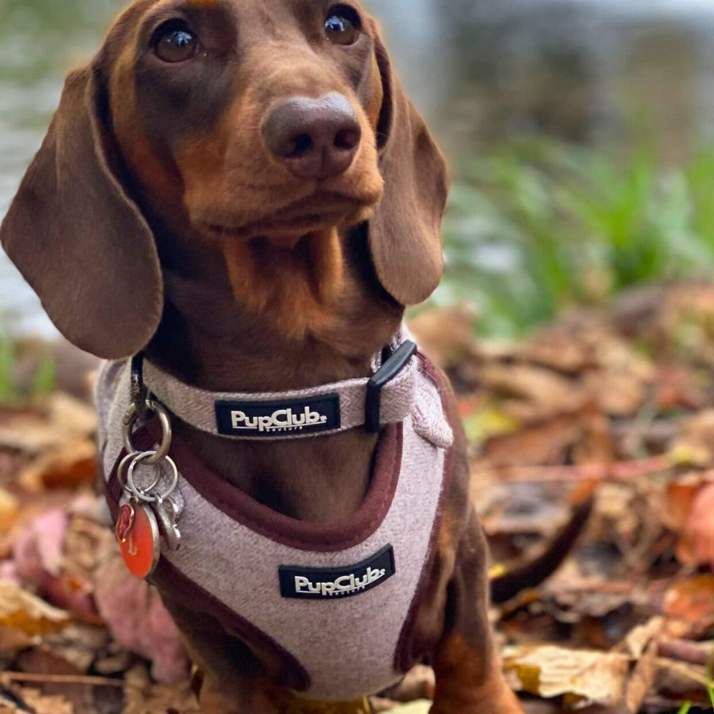 Tweed Adjustable Harness - Brown