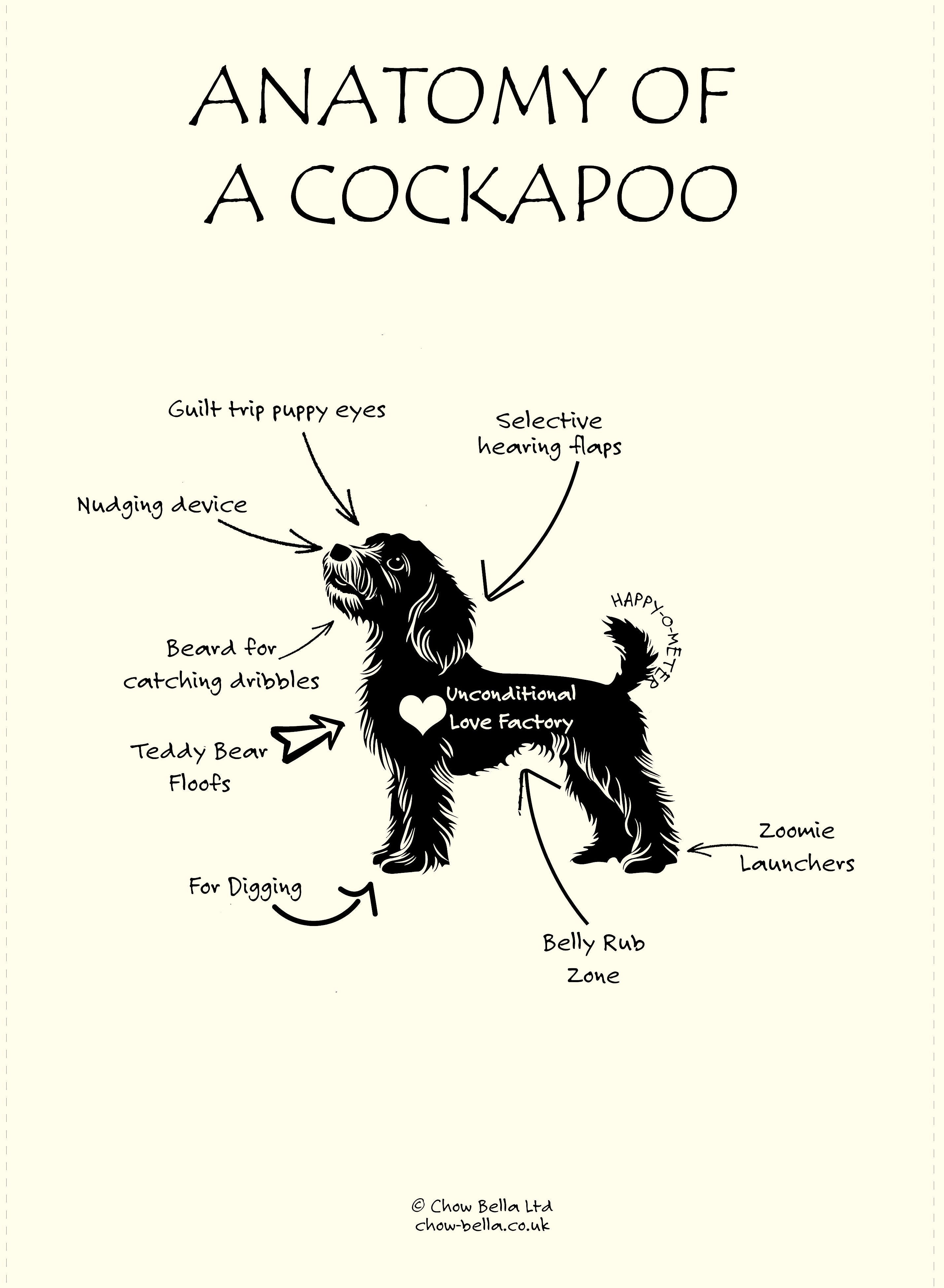 Anatomy of a Cockapoo Tea Towel – Fairtrade Organic Cotton Dog Lover Gift UK