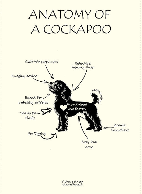Anatomy of a Cockapoo Tea Towel – Fairtrade Organic Cotton Dog Lover Gift UK