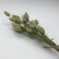 Phalaris spray