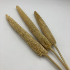 Pearl Millet Stems