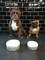 Medium Dog Bowls