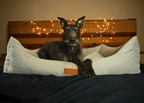 THE HIGHCLERE | LUXURY MEMORY FOAM BOLSTER DOG BED