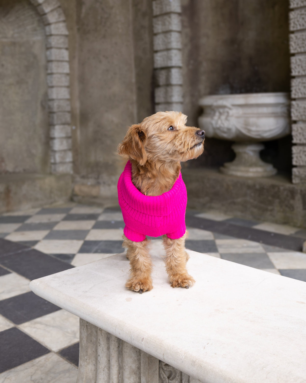 Fandango Pink British Wool Dog Jumper