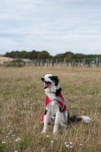 Classic Waterproof Dog Coat 150g - Red