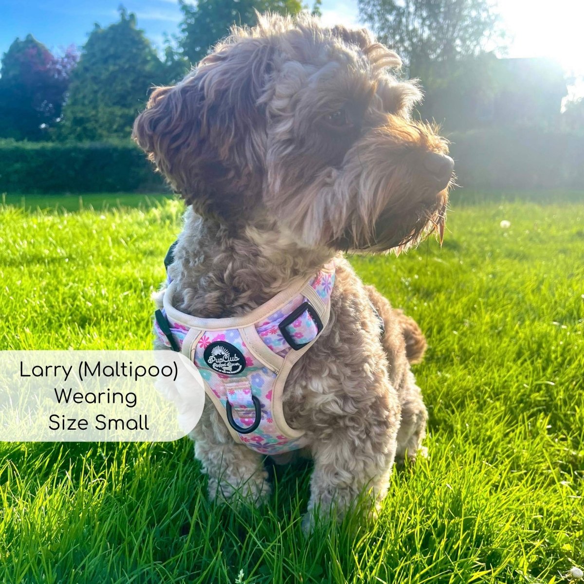 Rugged Rover™ Harness - Pretty Petals