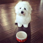 Small Dog Bowls